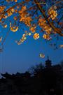 古寺夜樱