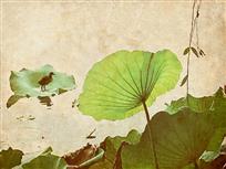 荷趣