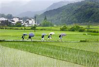 垄上行