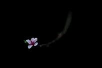 一花知春早