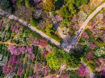 飞越梅花山
