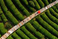 茶园丽影