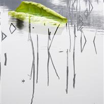 品荷