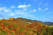 红叶艳拥古长城