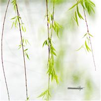 春风又绿江南