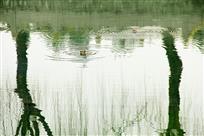 春水谣