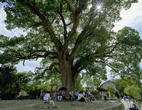 大树底下好乘凉