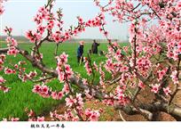 桃红又见一年春