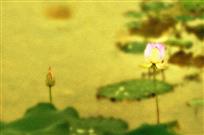 小荷才露尖尖角