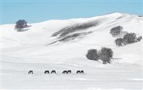 雪牧