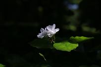 好一对茉莉姐妹
