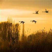 莺歌燕舞天鹅湖