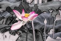 水墨画荷