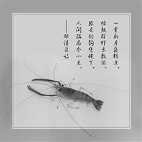 虾