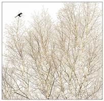 喜鹊登枝报春来