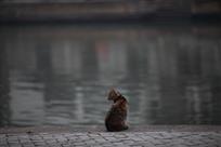 《猫儿》