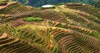 龙胜梯田2