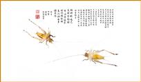 金铃子图