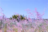 夏日开放