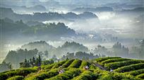 茶山晨曦