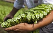 一行白鹭上青天