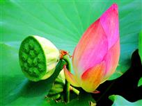 高风亮节