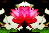 荷花似鼎