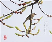 春风又绿
