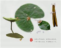 小荷才露尖尖角