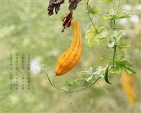 苦里含甘