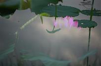 圣洁之花
