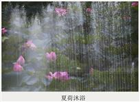 夏荷沐浴