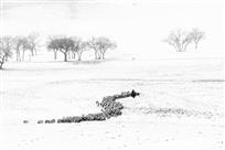 风雪兼程
