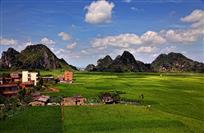 在那希望的田野上