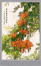 炮仗花迎春年画（直接成画）