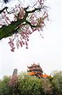 《古寺迎春》