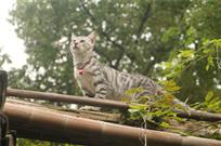 虎视眈眈