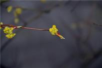 山花盈露