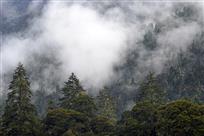 水墨伍须