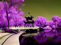牡丹亭 （红外）