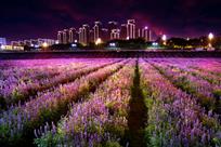 花海夜色
