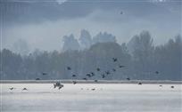 与鸟同行