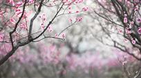 梅花报春