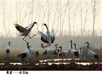 舞者——丹顶鹤