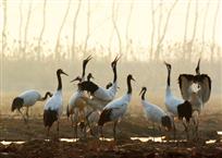 丹顶鹤优美舞姿