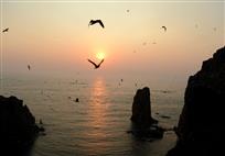 海鸥的天堂——海驴岛