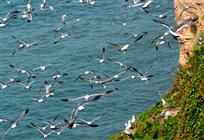 海驴岛上的精灵们