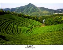 山水茶园