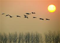 美丽天使——丹顶鹤