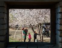 在那桃花盛开的地方